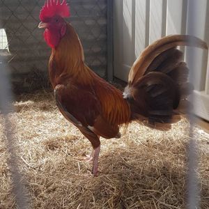 Meet your Posher, Pablo